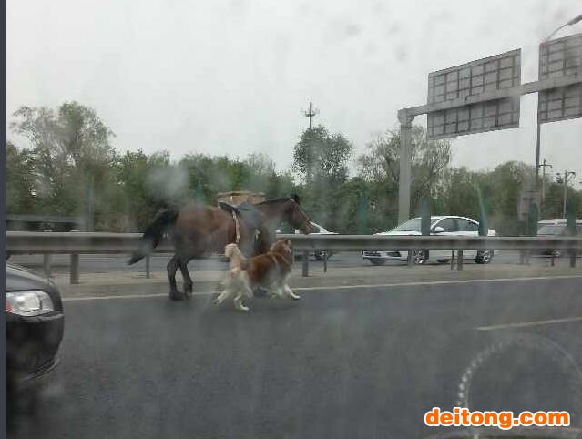 狗追马
