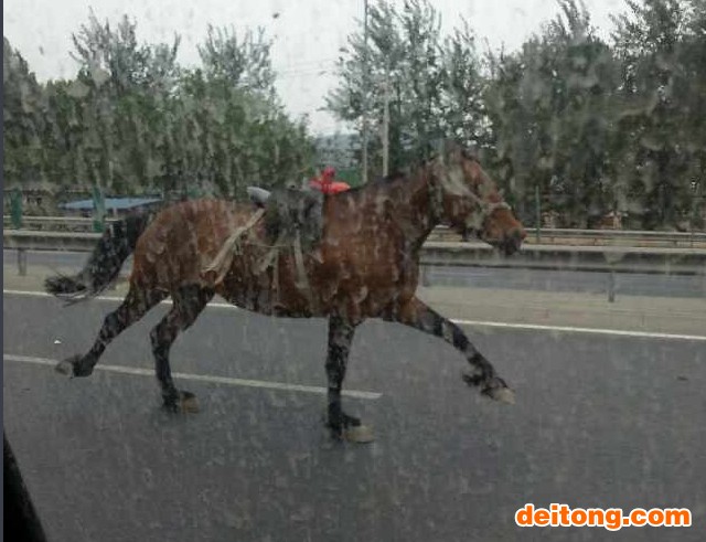 狗追马2