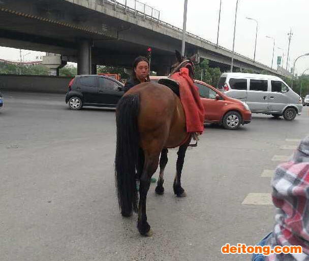 狗追马4