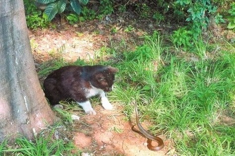 猫蛇