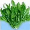 野生保健蔬菜种子 荠菜种子