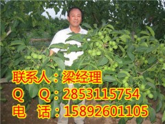 广汉核桃苗，广汉川早2号核桃苗，广汉核桃苗苗圃图2