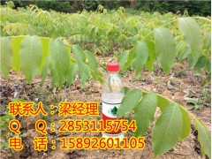 辽宁嫁接核桃苗那里有卖？辽宁嫁接核桃苗那里可以买？图1