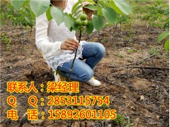 陕西嫁接核桃苗那里有卖？陕西嫁接核桃苗那里可以买？图1