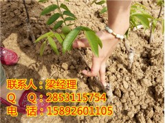 湖南嫁接核桃苗那里有卖？湖南嫁接核桃苗那里可以买？图2