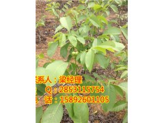 江西嫁接核桃苗那里有卖？江西嫁接核桃苗那里可以买？图1