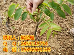 江西嫁接核桃苗那里有卖？江西嫁接核桃苗那里可以买？图2