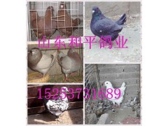 大型肉鸽卡奴鸽 红卡努鸽养殖效益 黄卡努多少钱一只图1