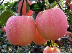 水果蔬菜合作社_红富士苹果批发_红富士苹果厂家图1
