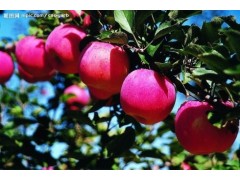 苹果基地,山东红富士,山东优质红富士推荐图1