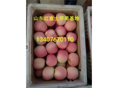 山东烟台苹果怎么样|山东烟台苹果市场|苹果基地图1