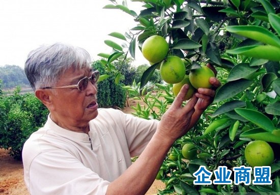 褚时健
